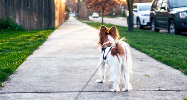 Ballade Chien Illustration