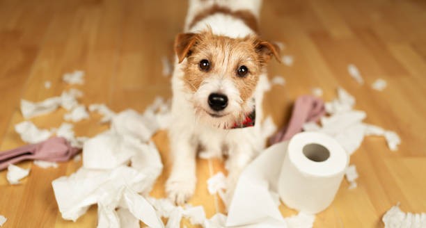 Bilan Comportemental Chien Illustration